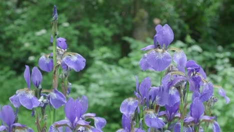 Blühende-Violette-Iris-Wildblumen,-Die-Sich-Im-Wind-Bewegen,-Aus-Nächster-Nähe