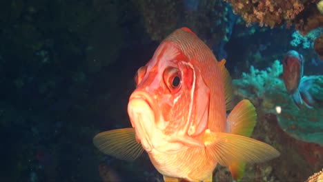 Soldierfish-close-up-in-cave-looking-straight-at-camera