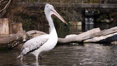 Close-up:-Majestic-Pelican-standing-in-water-and-cooling-during-sunny-day