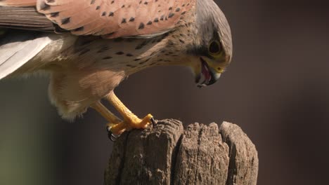 Nahaufnahme-Eines-Männlichen-Europäischen-Turmfalkenvogels,-Der-Eine-Maus-Abschält