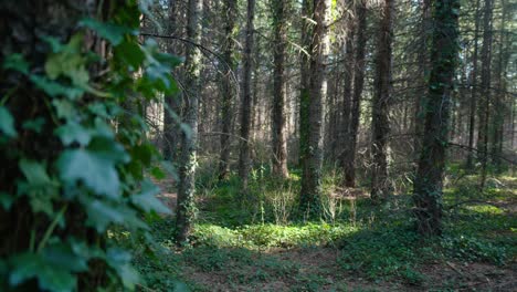 Schöner-Südfranzösischer-Grüner-Wald