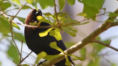 Brown-headed-cowbird-perched-on-a-limb