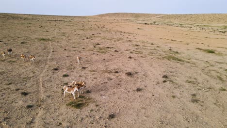 Drone-orbit-of-a-group-of-wild-donkeys-or-asses-in-the-desert-on-a-sunny-day-with-blue-sky