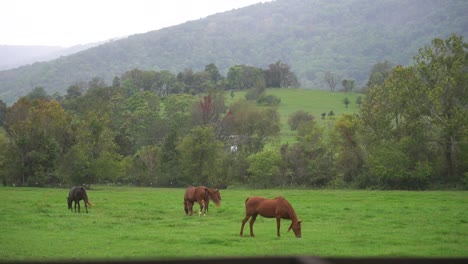 Horses-happy-and-grazing-on-grass-in-a-field-with-mountains-and-trees-in-the-background
