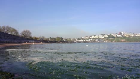 Green-marine-algae-washes-up-on-a-beach-in-Torbay-near-Torquay-in-Devon-England