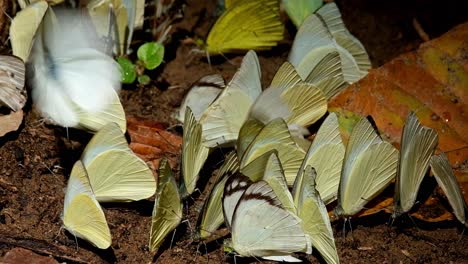 Un-Zoom-Fuera-De-Estas-Mariposas-Amarillas-Pululando-Bajo-El-Sol-De-La-Mañana,-Parque-Nacional-Kaeng-Krachan,-Tailandia
