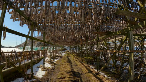 POV-walking-under-wooden-racks-of-traditional-stockfish-drying-with-sun-flares-and-snowy-countryside-in-the-background,-handheld