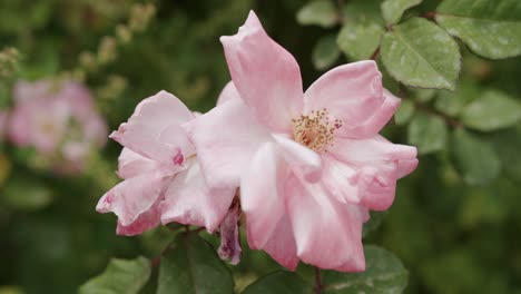 Nahaufnahme-Einer-Wunderschönen-Rosa-Blume-Im-Garten-Der-Villa-Lyse-In-Capri,-Italien---01