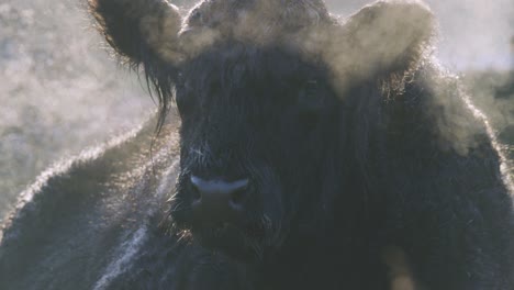 Large-dark-bull-puffing-misty-air-through-muzzle-in-cold-weather---slow-motion