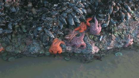 Sea-Stars-or-Starfish-together-with-black-mussels-at-the-Oregon-Coast