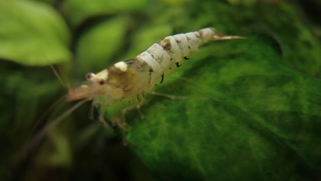 Mischling-Crystal-Black-Caridina-Taiwan-Bee-Shrimp-on-the-Planted-Fresh-Water-Fish-Tank