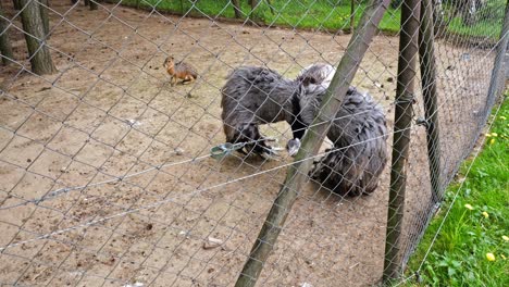 Emu-Spread-Out-Its-Shaggy-Gray-Wings-Inside-Enclosure-At-Animal-Park