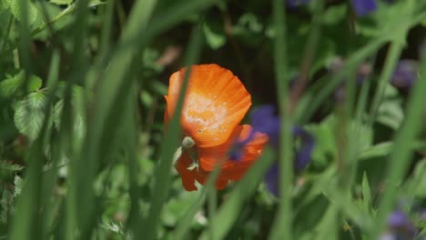 Orange-Poppy-Flower-Swaying-Gently-Enveloped-By-Wild-Greenery,-Slow-Motion
