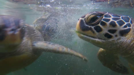 Green-sea-turtles-fighting-underwater-for-lettuce-to-eat,-close-up