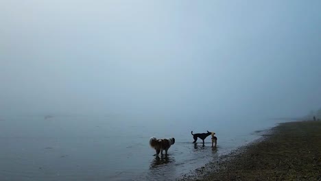 Dogs-and-their-owners-play-and-exercise-on-East-End-Beach-Portland,-Maine