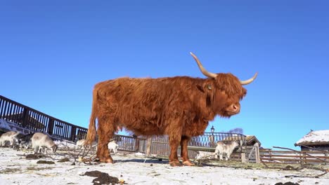 Scottish-highland-cattle-bull---Low-angle-looking-at-side-of-bull-with-huge-horns-when-turning-head-against-camera-in-slow-motion---Beautiful-winter-day-at-farm-with-blue-sky-and-goats-in-background