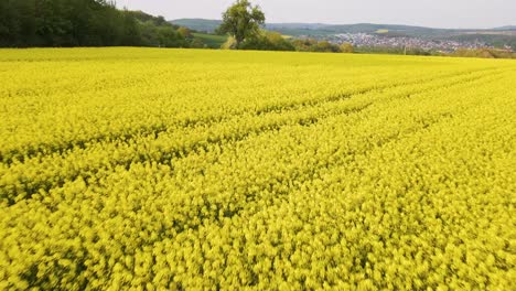Vibrant,-yellow-rapeseed-fields-growing-in-the-beautiful-countryside-near-the-city-of-Wetzlar-in-Germany,-Europe