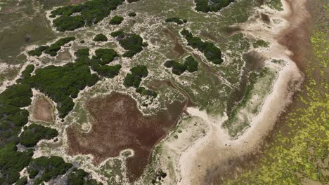 Abstrakte-Vogelperspektive-Der-Verstreuten-Vegetation-An-Der-Südafrikanischen-Küste
