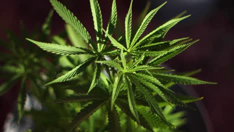 Growing-marijuana-in-the-back-yard