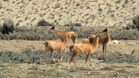 Herde-Guanakos-In-Der-Atacama-Wüste-In-Chile