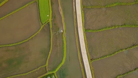 Farmer-working-on-flooded-Rice-Field-in-Central-Java,Indonesia-during-sunlight---Top-view-aerial