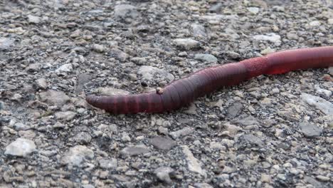 Macro-of-Earthworm-on-Asphalt---worm-moving-on-dry-concrete-road-driveway-paved-with-asphalt---Close-up-of-an-earthworm-wiggling-on-an-asphalt-road