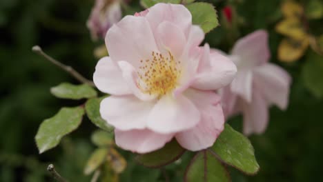 Nahaufnahme-Einer-Wunderschönen-Rosa-Blume-Im-Garten-Der-Villa-Lyse-In-Capri,-Italien---02