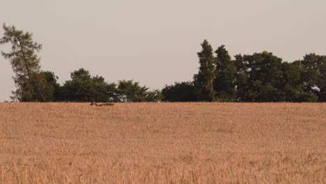 Deer-in-Barley-Field-Exiting-Frame