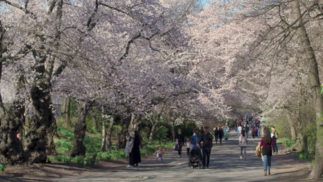 Menschen-Gehen-Unter-Kirschblütenbäumen-In-Voller-Blüte-Im-Central-Park,-N.-Chr.-Spazieren