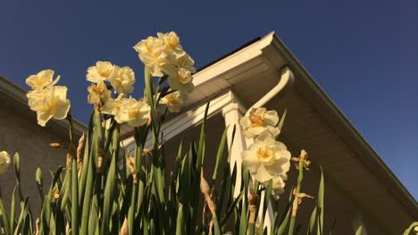 worms-eye-view-flowers-near-front-porch-of-house