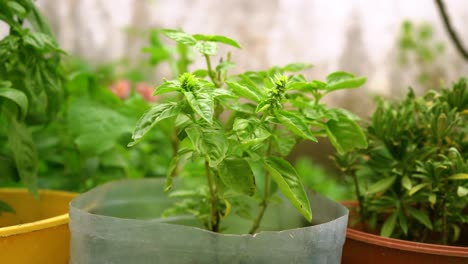 Flowering-basil-plant-growing-in-a-homemade-pot
