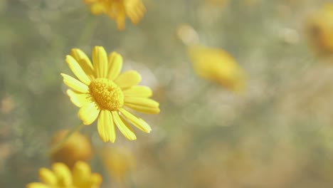Leuchtend-Gelbe-Wildblumen-Wehen-Im-Wind