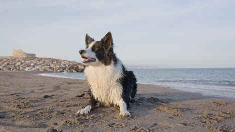 Wide-shot-of-Border-Collie-dog-barking-and-lying-down-on-the-beach