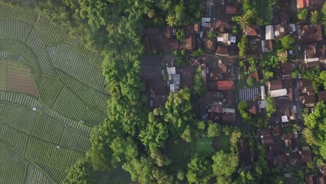 Ländliche-Ansicht-Von-Plantagen,-Dörfern-Und-Reisfeldern-In-Magelang,-Indonesien