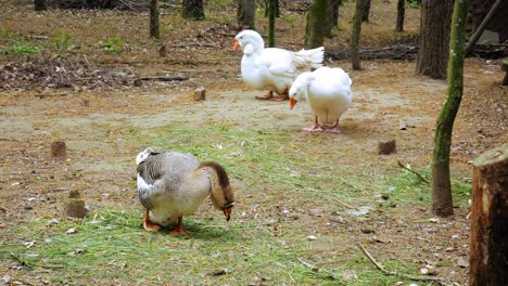 Adult-Male-And-Female-Goose-On-A-Farm-Yard-During-Daytime