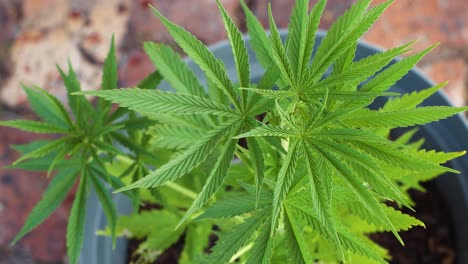 Cannabis-growing-in-starter-pot