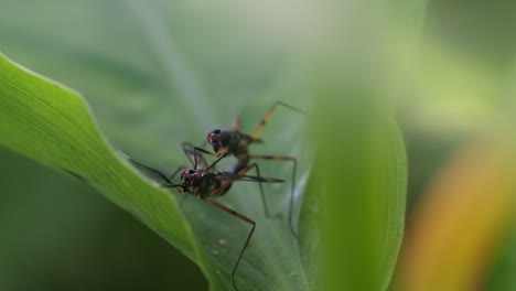 fruit-flies-are-mating-on-the-leaves,-animal-reproduction-video
