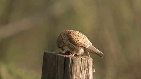 Close-up-of-a-female-common-kestrel-feeding-on-it's-prey-while-perched-on-a-wooden-post