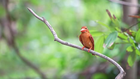 Ruddy-Kingfisher-Perch-with-Dark-Red-Feather-in-Green-Forest-Bokeh-Background