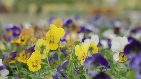 static-shot-of-a-plot-of-pansies