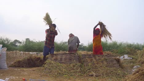 Boro-paddy-is-grown-in-large-quantities-in-summer-Asian-countries