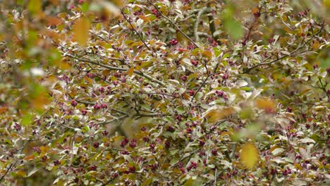 Curruca-De-Magnolia-De-Pecho-Amarillo-Encaramada-En-Un-Espeso-Arbusto-De-Primavera-Cerrado-Y-Cerrado-Antes-De-Volar
