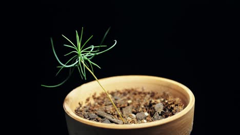 7-Day-time-lapse-of-a-Rocky-Mountain-Pine-Bonsai-Tree-in-a-clay-pot