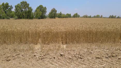 Dolly-Aerial-Shot-at-Wheat-Field-at-Sdot-Negev,-Israel