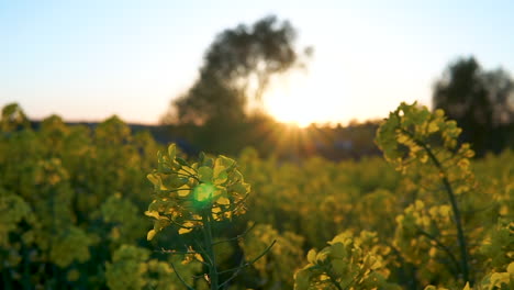 Panoramic-Sunset-In-A-Yellow-Rapeseed-Field---wide-shot