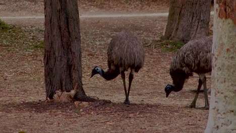 A-pair-of-common-Emus-foraging-through-a-clearing-looking-for-food-amongst-the-leaves-covering-the-ground