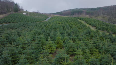 flight-over-christmas-pine-trees-plantation-on-a-cloudy-day