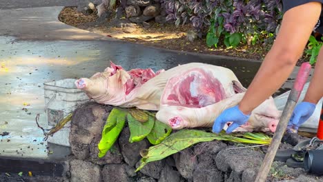 Preparing-and-wrapping-the-Kalua-pig-for-cooking-at-a-Hawaiian-luau
