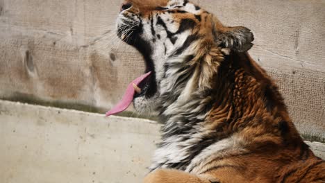 Slow-motion-shot-of-Tiger-yawning-outdoors-during-sunny-day-in-the-morning,close-up