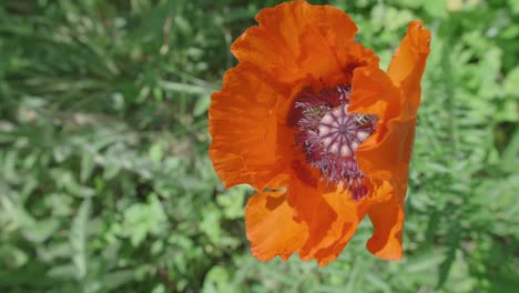 Bees-work-together-to-gather-pollen-in-the-centre-of-beautiful-blooming-poppy-flower